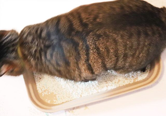 ダイソー 紙製猫砂トレー 使用例 猫