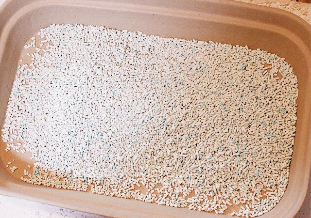 ダイソー 紙製猫砂トレー 使用例