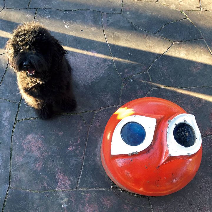 スタイリスト・加藤將の愛犬シーア