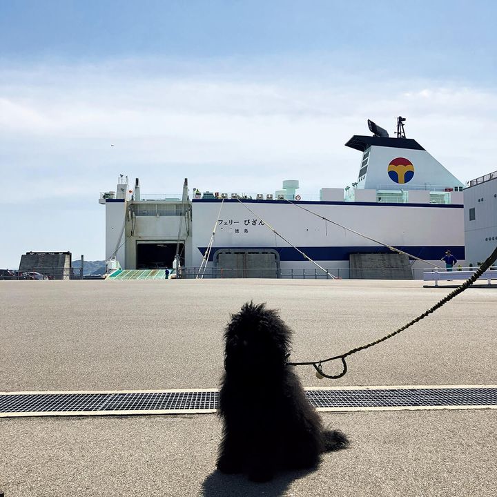 スタイリスト・加藤將の愛犬シーア