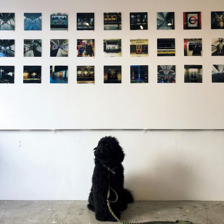 スタイリスト・加藤將の愛犬シーア