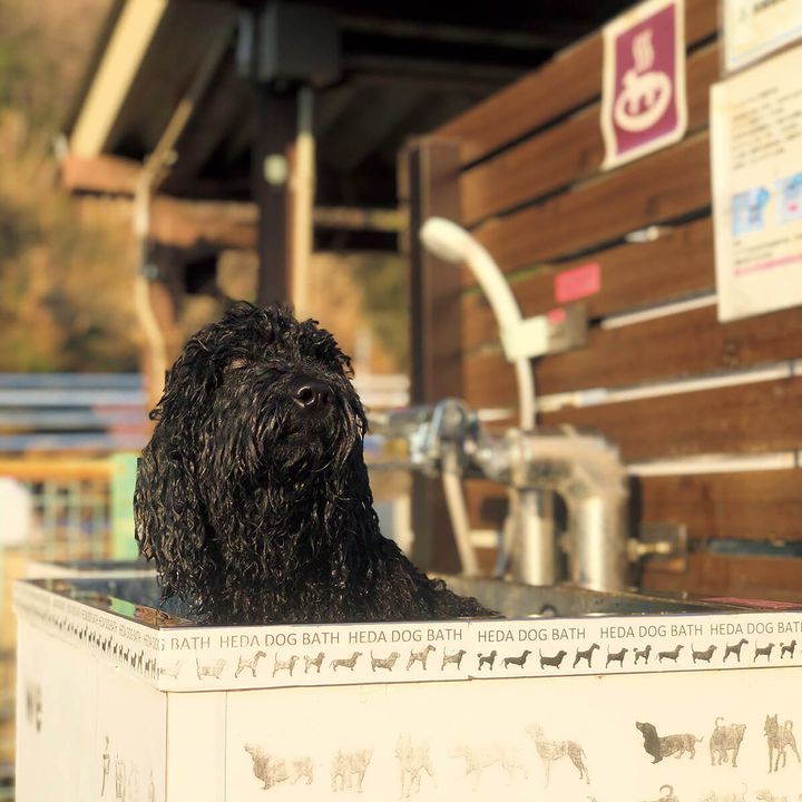 スタイリスト・加藤將の愛犬シーア