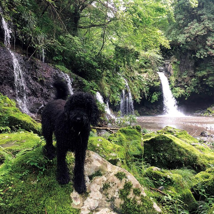 スタイリスト・加藤將の愛犬シーア