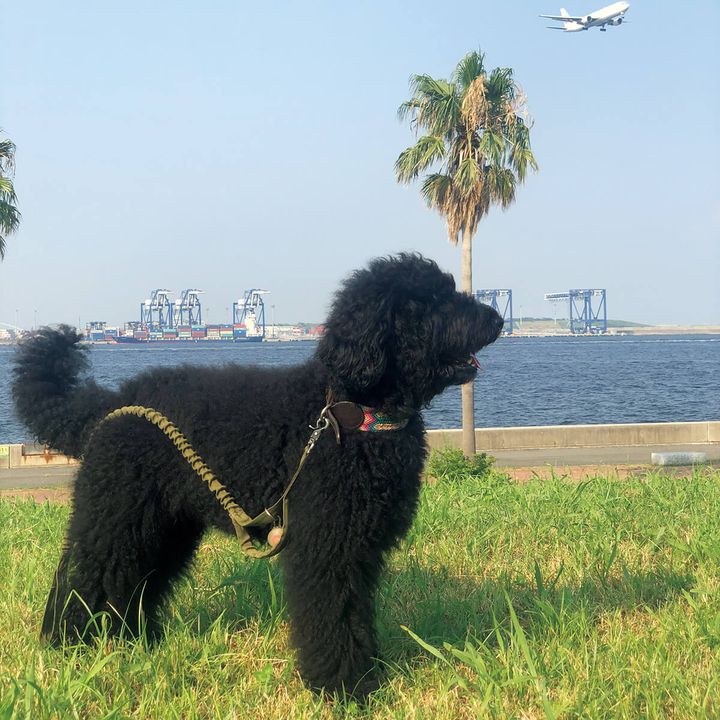 スタイリスト・加藤將の愛犬シーア
