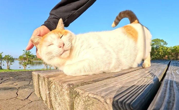 撫でられる猫