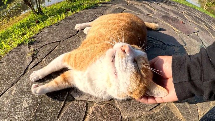 撫でられる猫