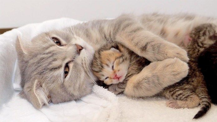 子猫を抱っこする母猫