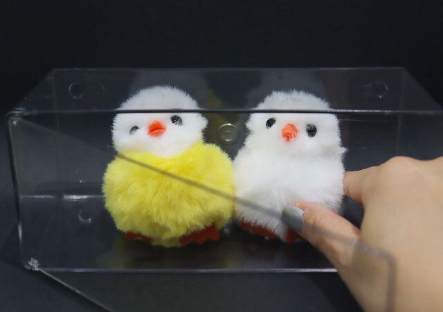 ダイソー 壁にも付けられるディスプレイケース（1段） 扉