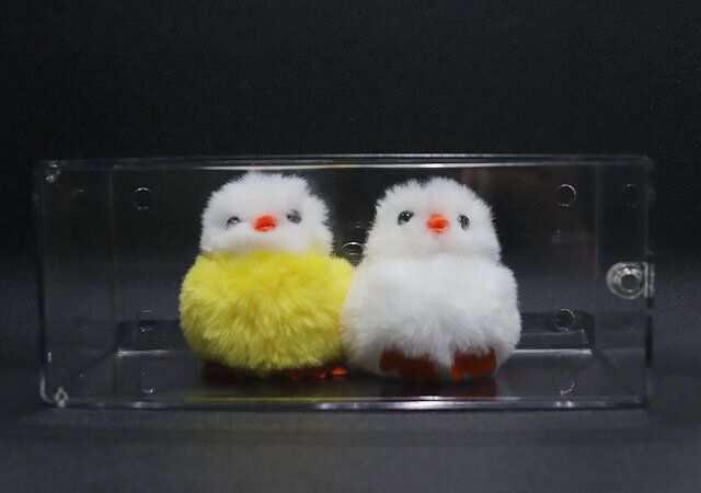 ダイソー 壁にも付けられるディスプレイケース（1段） 使用例