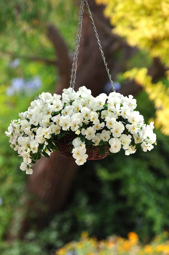 枝垂れのパンジー‘プレンティーフォール