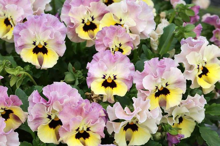 夢見るパンジー わんだーしぇーど