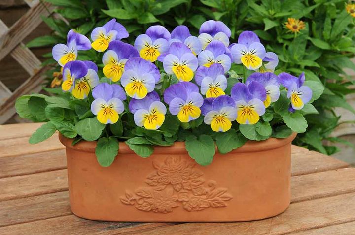 ビオラ‘ソルベ XP’シリーズ