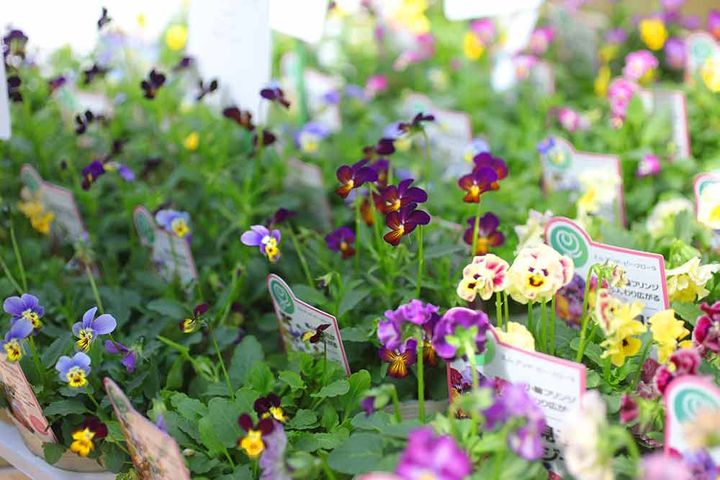 パンジー＆ビオラ