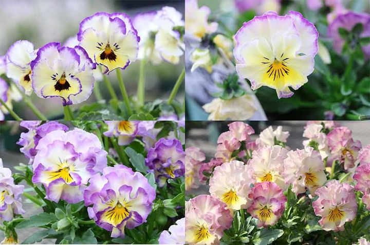 夢見るパンジー れいんぼーしぇーど