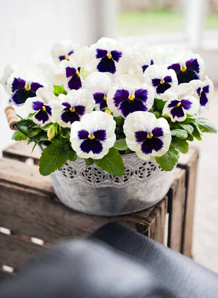 巨大輪パンジー‘インスパイアデラックス ホワイトブロッチ’。