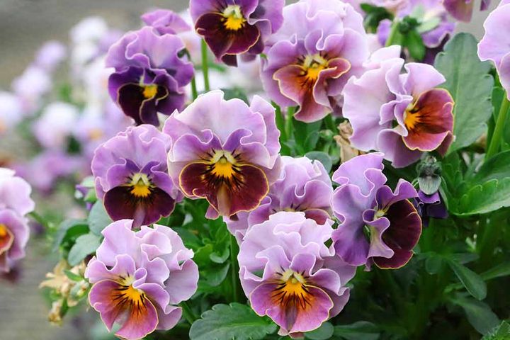 夢見るパンジー はっぴーしぇーど