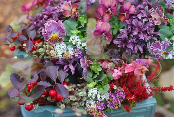 パンジー＆ビオラの寄せ植え