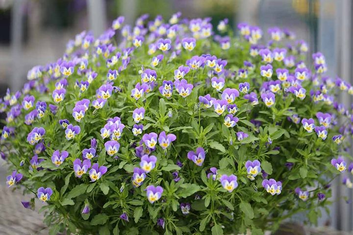 ビオラ‘リトルコニー ライトブルー’