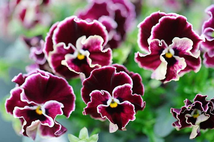 夢見るパンジー わんだーしぇーど