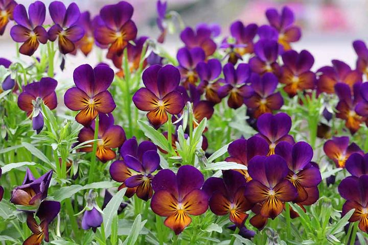 ビオラ‘リトルコニー 夜空ノムコウ’