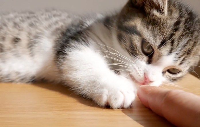 指で遊ぶ子猫