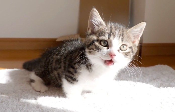 落っこちた子猫