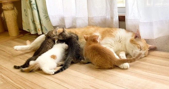 先住猫に甘える子猫達