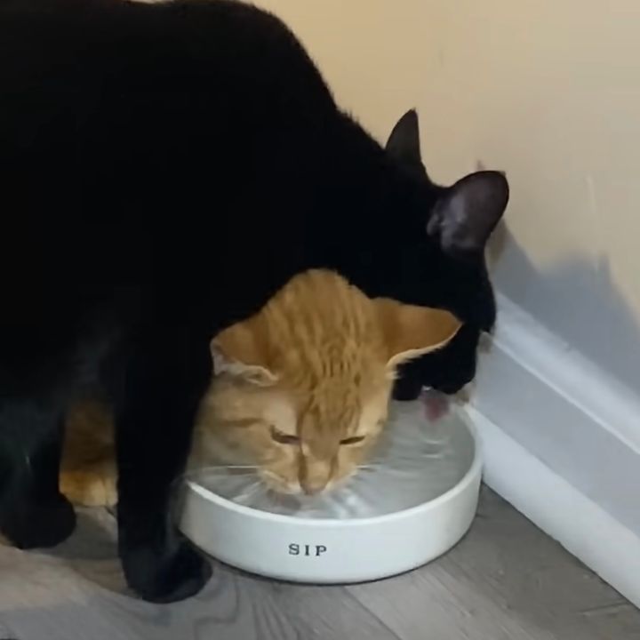 黒と茶と猫が織り成すデッドクロス、下降トレンドでも癒やされる