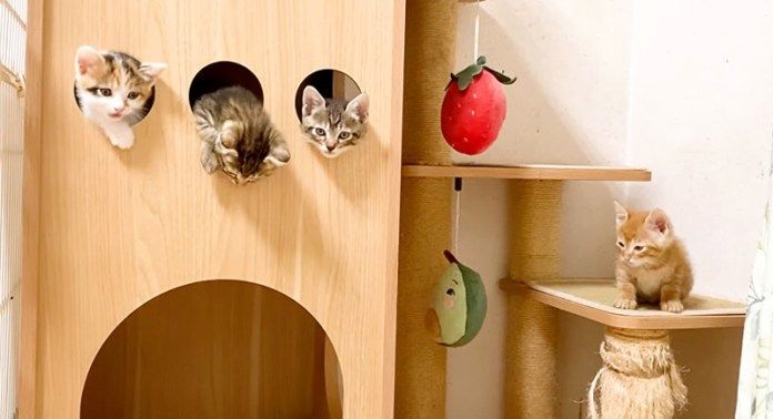 穴から顔を出す子猫達