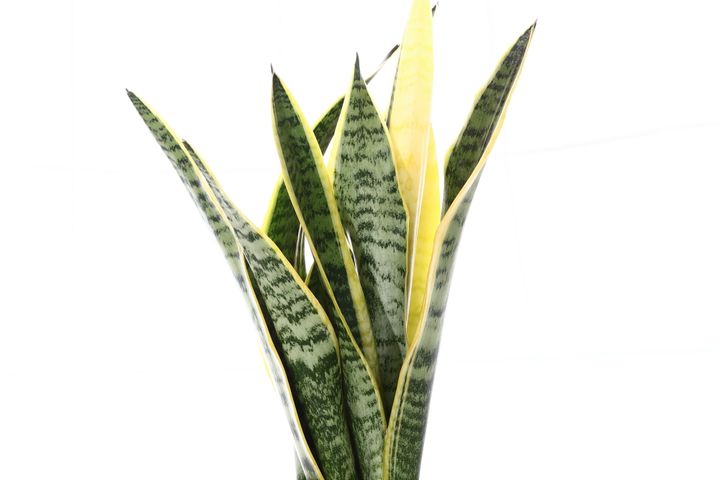 サンセベリア