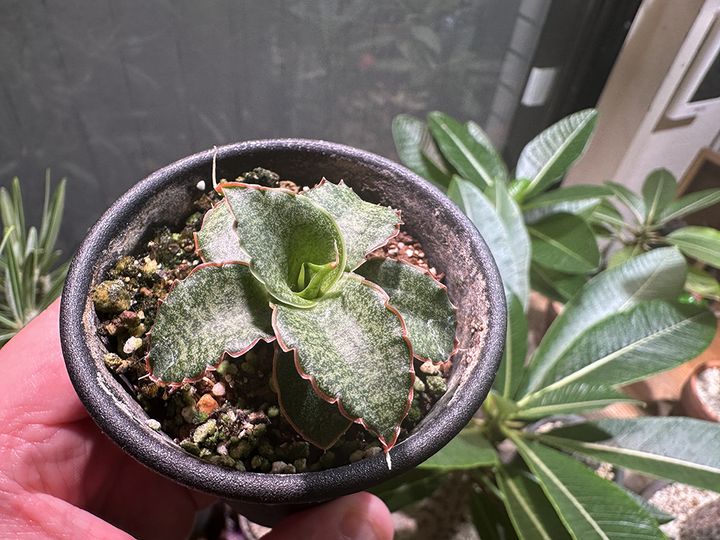 サンセベリア・ナインテイル