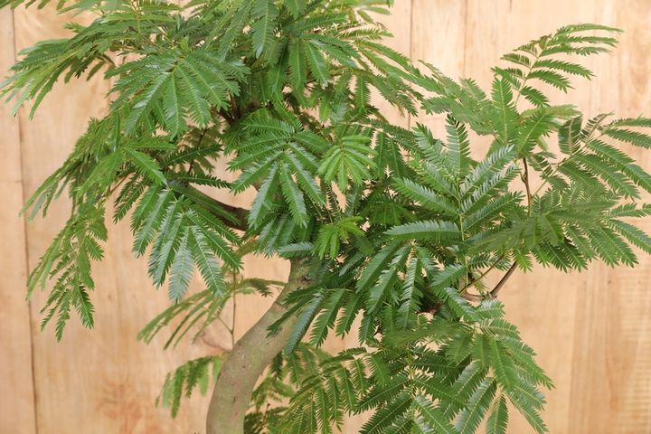 エバーフレッシュ