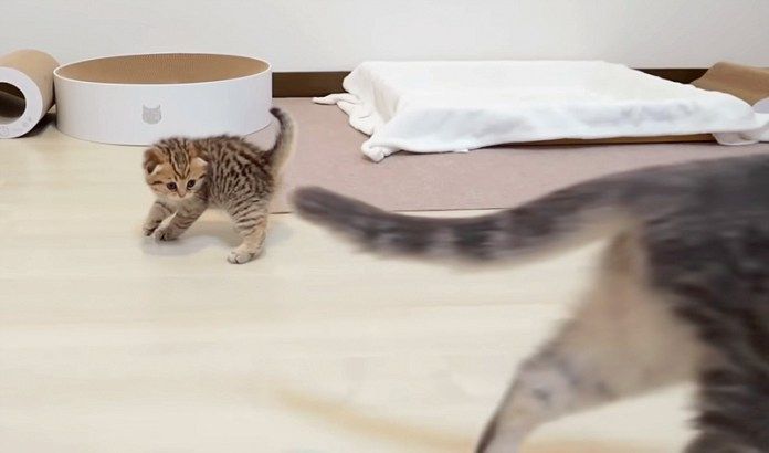 子猫と遊ばない母猫