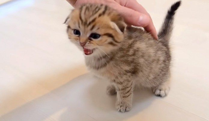 文句を言いに来た子猫