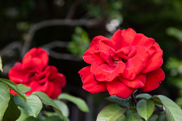 「サムライ」という品種。日本の「サムライスピリット」に敬意を表して命名されたとか