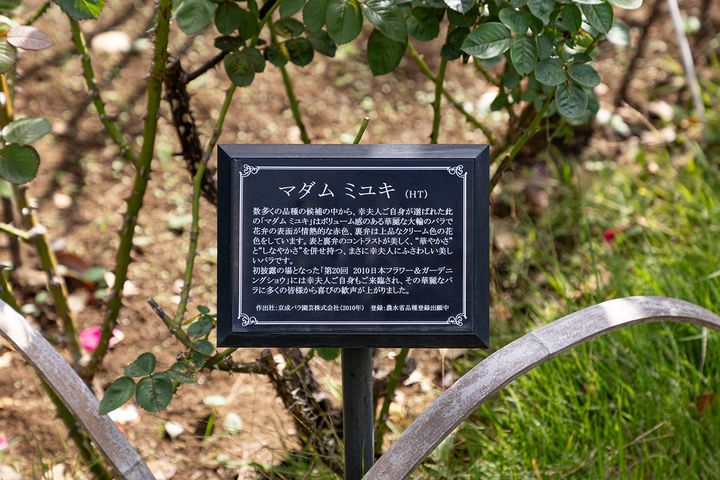 近くに説明書きの看板が立てられているため背景を学びながら愛でてみよう