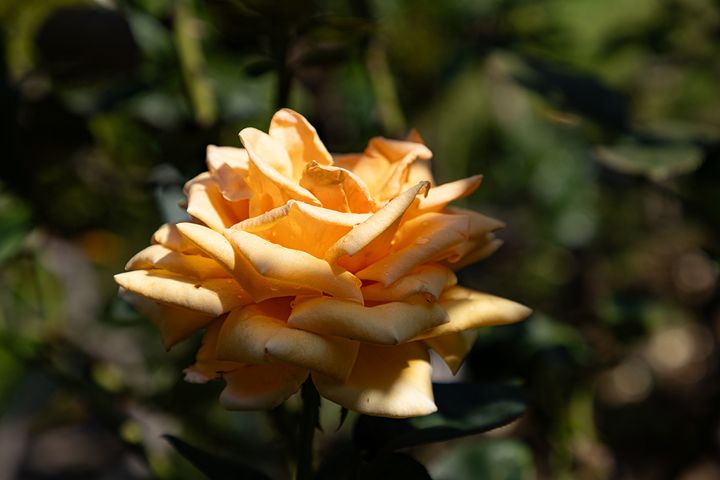 「バレンシア」という品種。ベージュに近いオレンジ色が美しい