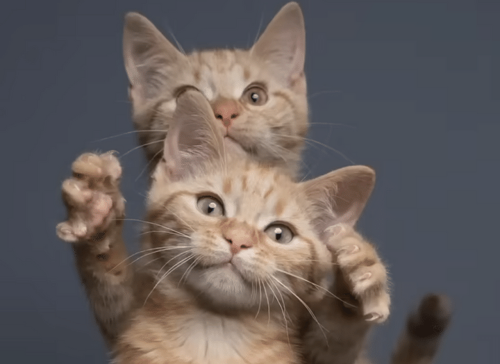 子猫さんの写真撮影会！ どの瞬間を切り取っても可愛い♡