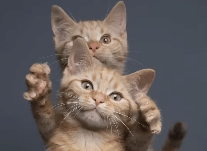 子猫さんの写真撮影会！ どの瞬間を切り取っても可愛い♡