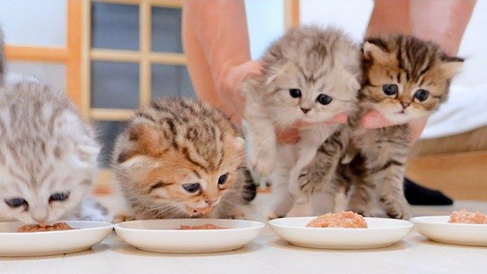 連行される子猫達