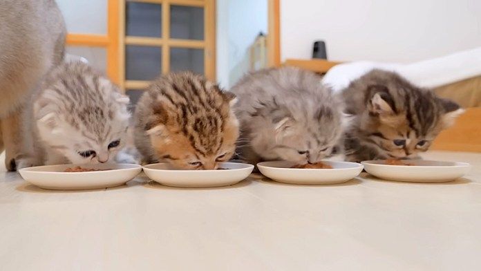 ご飯を食べる子猫達
