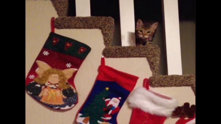 吾輩の足にもあの柄欲しいから、キジトラ子猫靴下を盗む