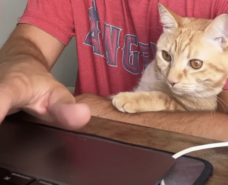 「お仕事頑張れ〜」 ゆるーく応援してくれる猫さん。