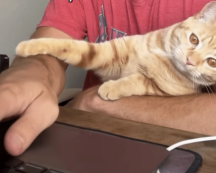 「お仕事頑張れ〜」 ゆるーく応援してくれる猫さん。