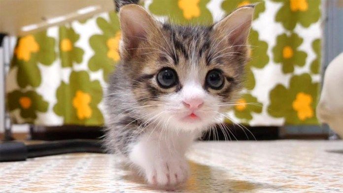 そろりそろりと近づいてくる子猫