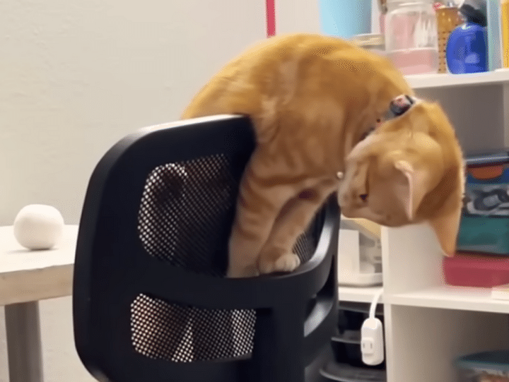 猫「ん？ 怪しいやつ発見」 どうしても捕まえられないアイツが気になる！