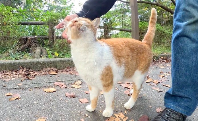 ナデナデされる猫