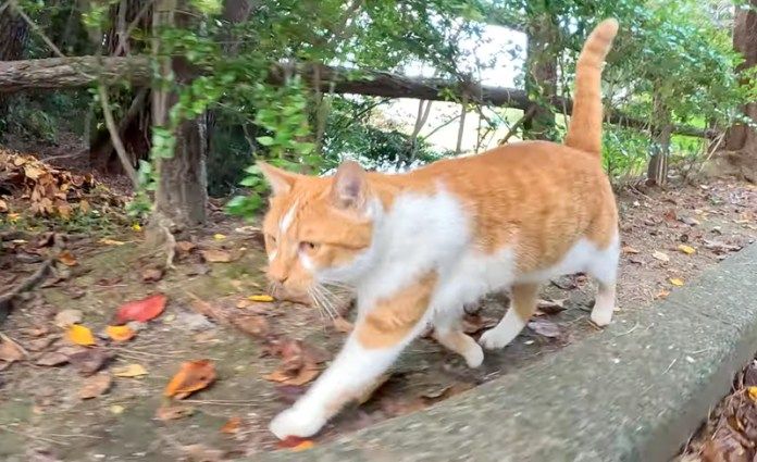 追いかけてくる猫