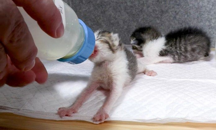 ミルクを飲む子猫