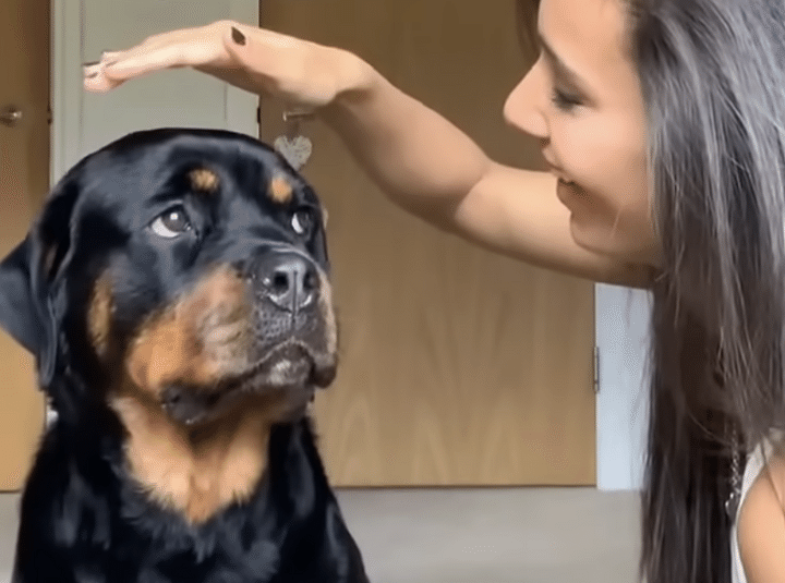 頭ナデナデを寸止めしてみたら犬さんの「どうして？」の反応が可愛い！